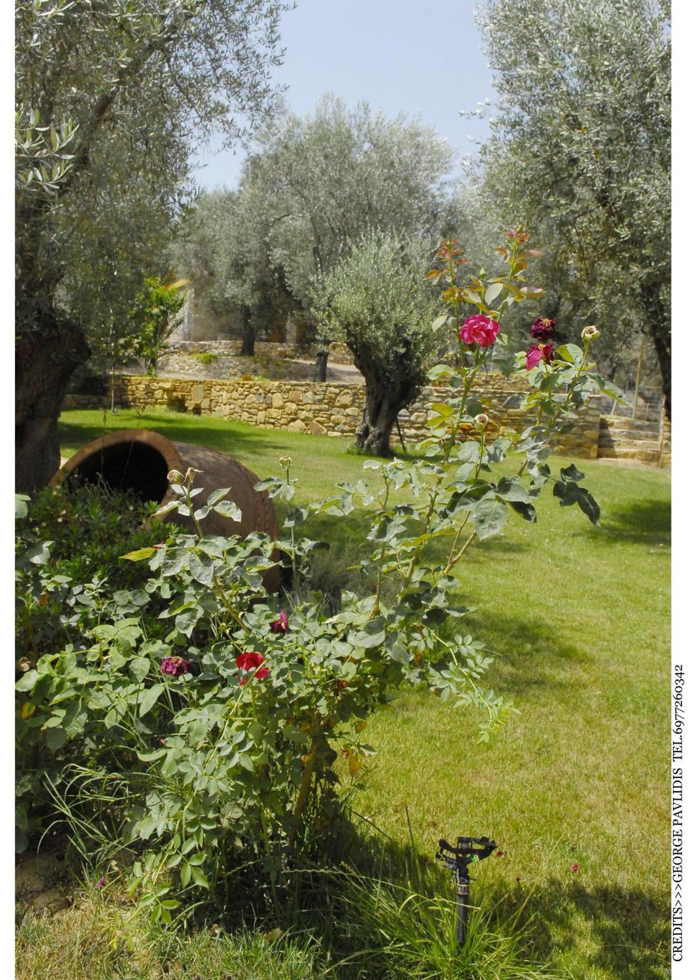 Gera'S Olive Grove - Elaionas Lesvou Hotell Marmaro  Exteriör bild